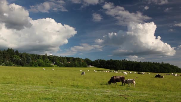 Lider - stado krów na pastwiskach, lato — Wideo stockowe