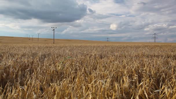 Un campo di grano quasi pronto per il raccolto — Video Stock