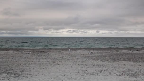 Na plaży Cape Cod Sandy szyi — Wideo stockowe