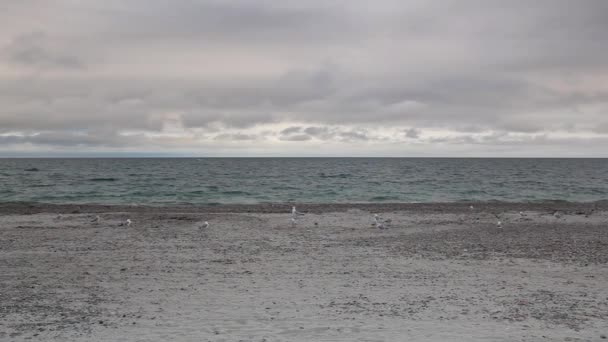 On the Cape Cod Sandy Neck Beach — Stockvideo