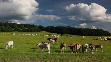 Bir yaz mera üzerinde sürü inek 