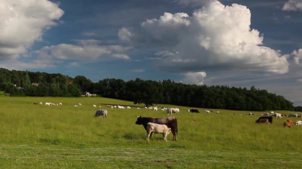 Bir yaz mera üzerinde sürü inek — Stok video