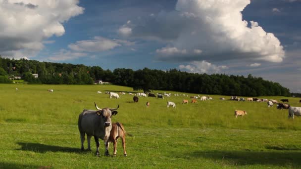 Flock kor på en fäbod — Stockvideo