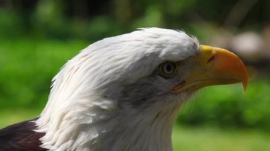bald eagle portresi 