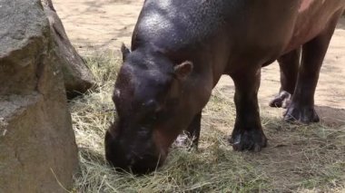 Genç Pigme suaygırı (Choeropsis liberiensis) 