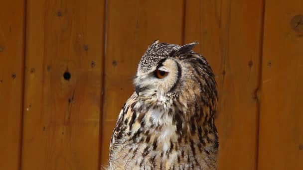 Portrait of a spotted eagle-owl — Stock Video