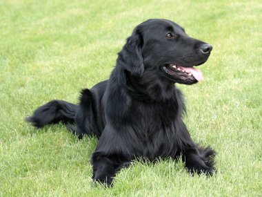 Tipik düz kaplı Retriever bahçede