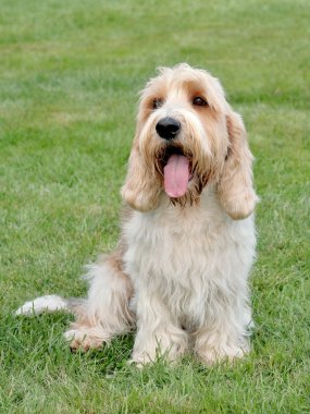 Tipik Petit Basset Griffon Vendeen bahçede