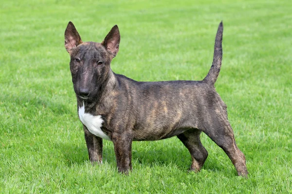 Tipikus miniatűr Bullterrier, a kertben — Stock Fotó