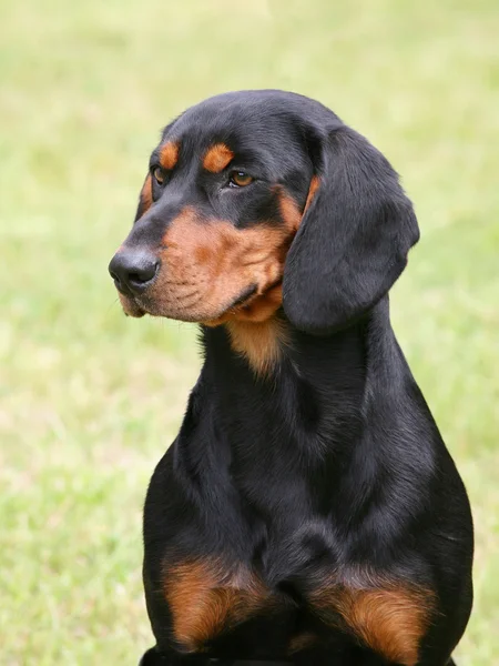 Typisch Zwitserse Jura hound in de tuin — Stockfoto