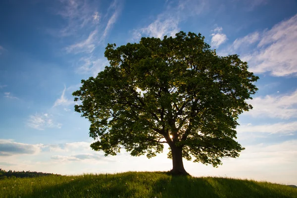 Pohon maple memorial di tempat mistik dalam Votice — Stok Foto