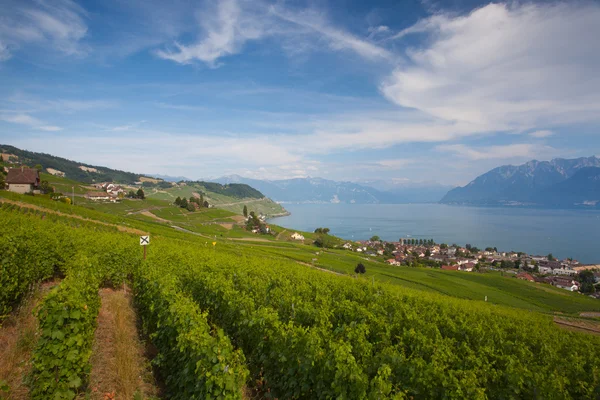 Noite em vinhas da região de Lavaux sobre o lago Leman, Switze — Fotografia de Stock