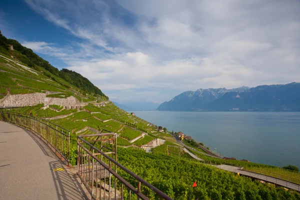 Noite em vinhas da região de Lavaux sobre o lago Leman, Switze — Fotografia de Stock