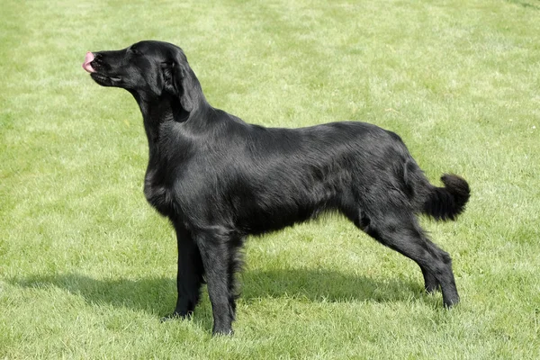 Typowy płaskie powlekane pies w ogrodzie — Zdjęcie stockowe