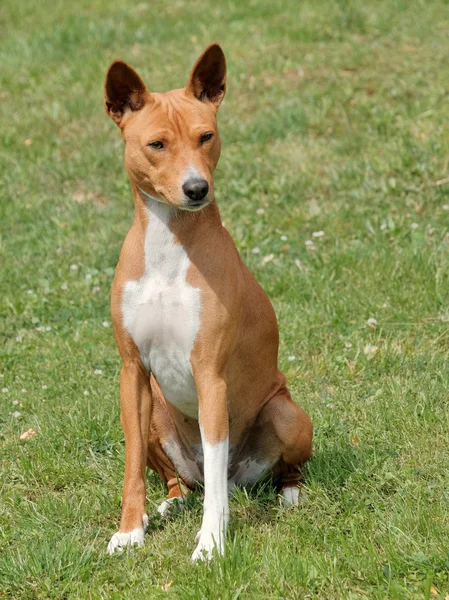 Typický pes Basenji v zahradě — Stock fotografie