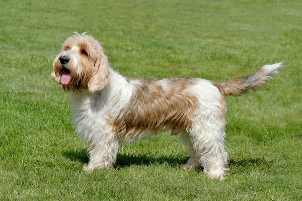 Tipik Petit Basset Griffon Vendeen bahçede