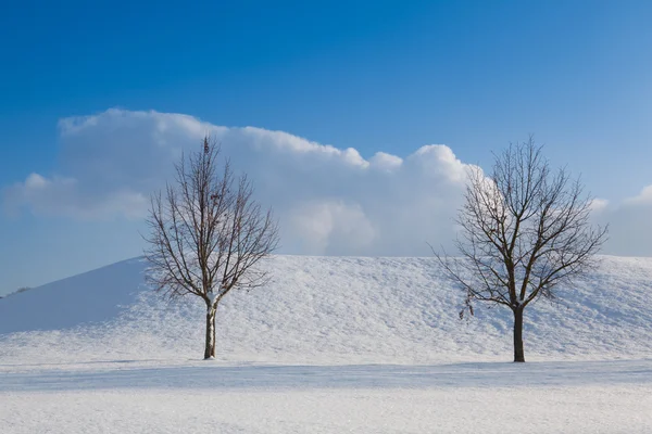 Duas árvores solitárias em uma paisagem de inverno — Fotografia de Stock