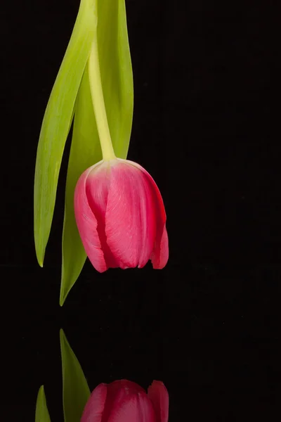 Червоний тюльпан над чорним скляним столом — стокове фото