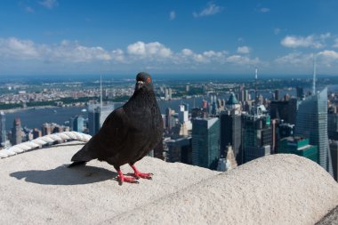 empire state binasının üstünde güvercin