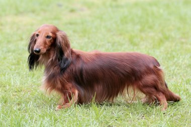 Tipik Dachshund uzun saçlı standart kırmızı bahçede