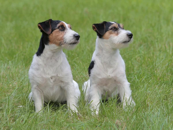 Typische zwei Jack Russell Terrier im Garten — Stockfoto