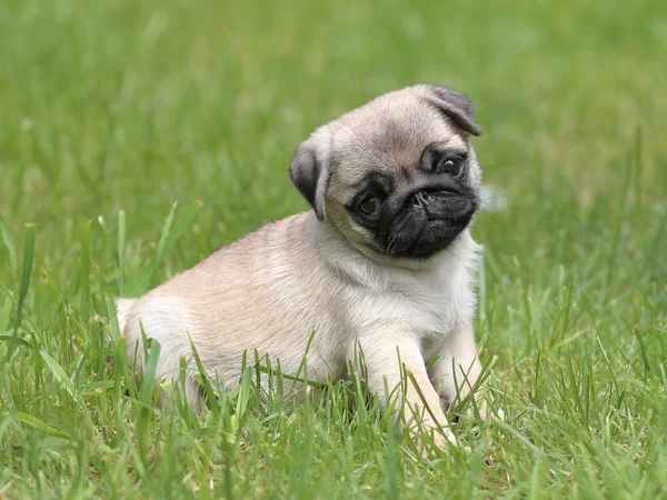 Typical Pug dog  in the  garden — Stock Photo, Image