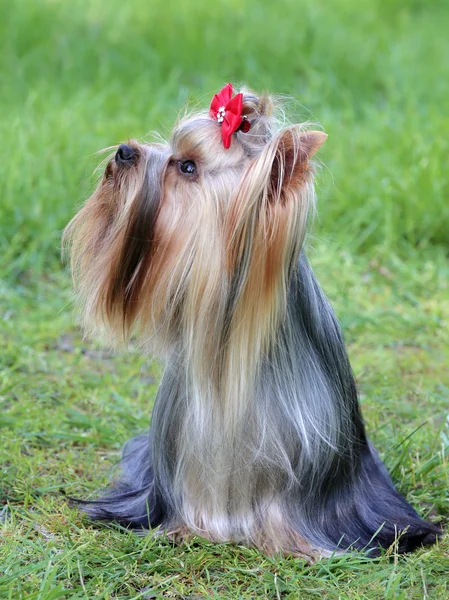 Typiska Yorkshire Terrier i trädgården — Stockfoto