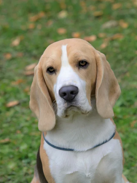 Typical sad Beagle in the garden — Stock Photo, Image