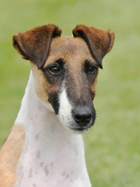 Típico Fox Terrier Suave en el jardín —  Fotos de Stock