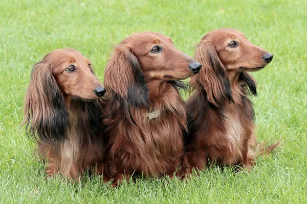 Типичный Dachshund длинноволосый стандартный красный в саду — стоковое фото