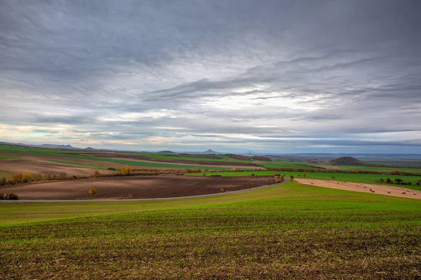 Vista Del Campo Dividido Sectores Por Variedades Trigo — Foto de Stock