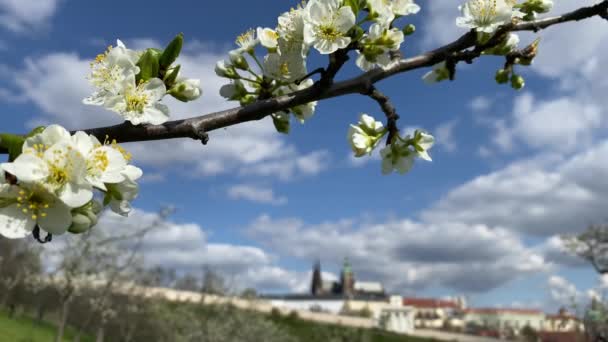 Mycket Populär Petrin Offentlig Park Med Utsikt Över Prags Slott — Stockvideo