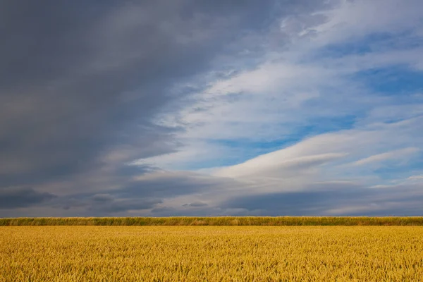 Çek Cumhuriyeti Nin Merkez Bohem Tepeleri Nde Buğday Tarlasıyla Yaz — Stok fotoğraf