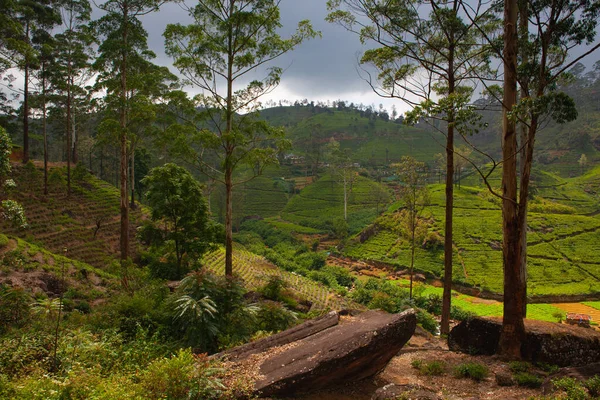 Φυτεία Τσαγιού Nuwara Eliya Πριν Από Την Καταιγίδα Σρι Λάνκα — Φωτογραφία Αρχείου
