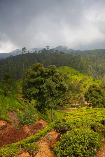 Φυτεία Τσαγιού Nuwara Eliya Στη Σρι Λάνκα Nuwara Eliya Είναι — Φωτογραφία Αρχείου