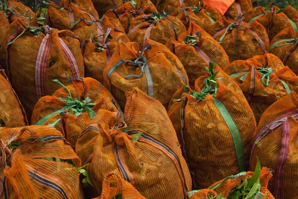 Zielona Herbata Workach Plantacji Nuwara Eliya Sri Lance Nuwara Eliya — Zdjęcie stockowe