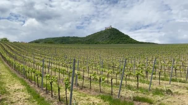 Palava Beschermd Landschapsgebied Het Een Beschermd Natuurgebied Een Unesco Biosfeerreservaat — Stockvideo