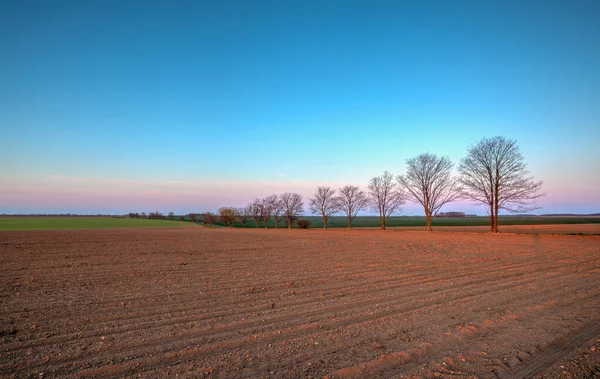 Frühlingslandschaft Bei Sonnenaufgang Mittelböhmischen Hochland Tschechien Allee Der Bäume Zwischen — Stockfoto