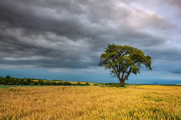 Lonely Tree Wheat Field Heavy Stor Central Bohemian Uplands Tjeckien — Stockfoto