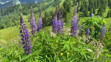 Avusturya 'nın Krahbergzinken Dağı yakınlarındaki yaz manzarası. Krahbergzinken, Untertal Vadisi 'nin batısında ve Schladming' in güneydoğusunda bulunan bir dağdır.