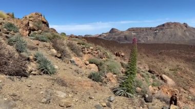 Teide Ulusal Parkı 'ndaki manzara Tenerife' de, Spains Kanarya Adaları 'nın en büyüğü. Adını İspanya 'nın en yüksek zirvesi olan Teide Dağı' ndan almıştır.