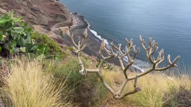 Santa Cruz Tenerife Tenerife Junio 2021 Aparcamientos Cruceros Sin Turistas — Vídeos de Stock