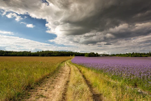 Estrada vazia entre diferentes campos — Fotografia de Stock