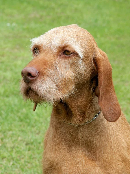 Porträtt av ungerska Strävhåriga pekaren — Stockfoto