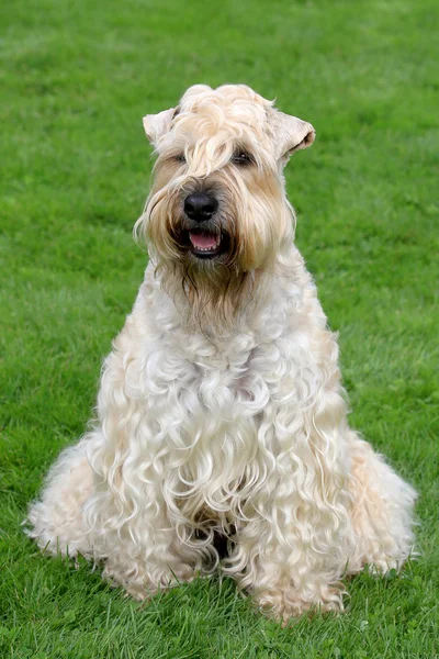 Funny irlandés suave recubierto Wheaten Terrier —  Fotos de Stock