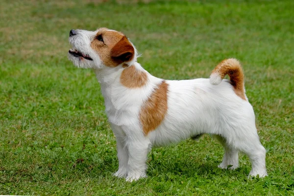 Valp av jack russel terrier — Stockfoto