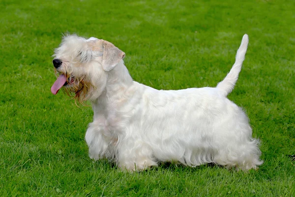White Sealyham Terrier in the garden — Stock Photo, Image