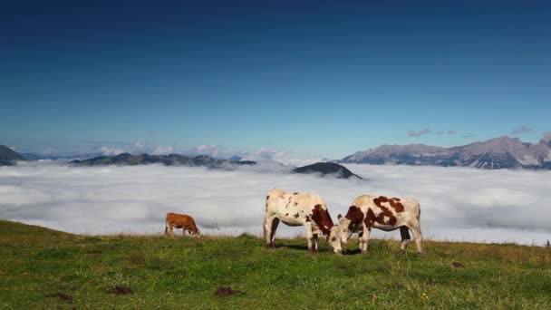 White and brown cows in the mountain pastures — Stock Video