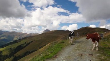 Beyaz ve kahverengi inek dağ yolu üzerinde