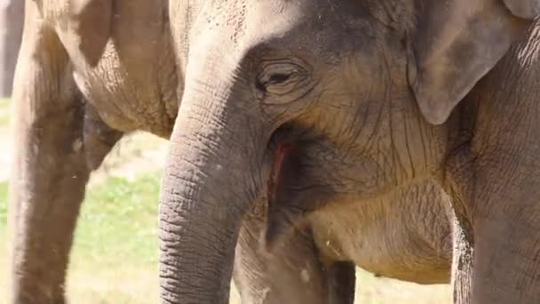 ázsiai elefánt (elephas maximus) füvet eszik nagy csorda
